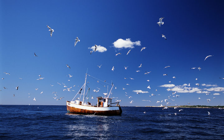 Fiskekutter Fiskekutter og måger