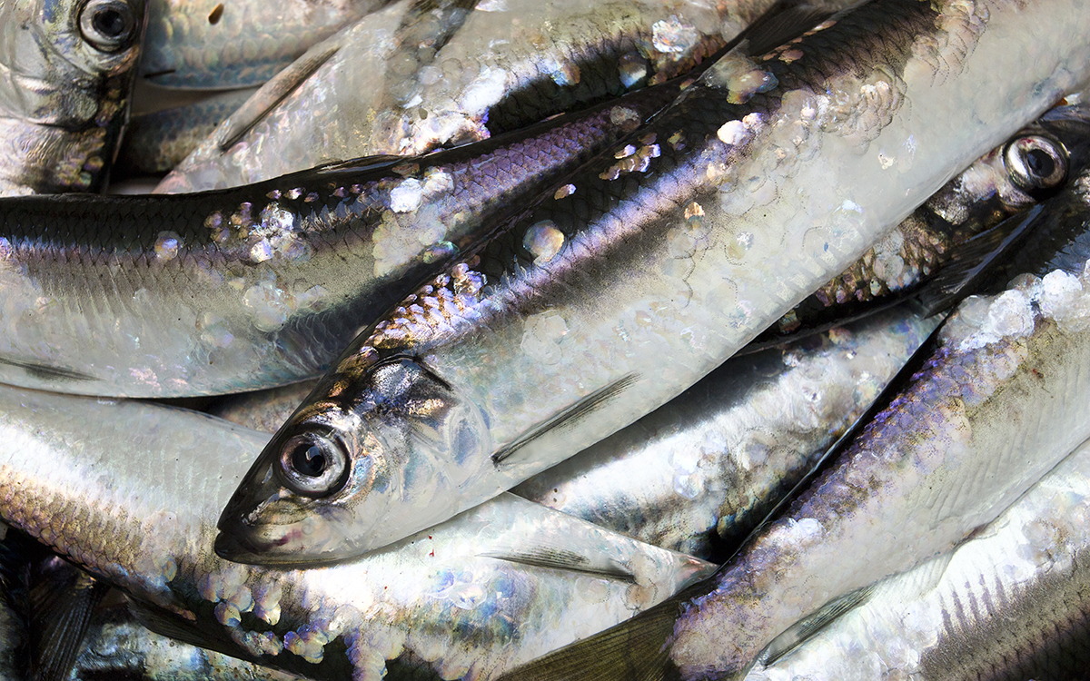 herring1200